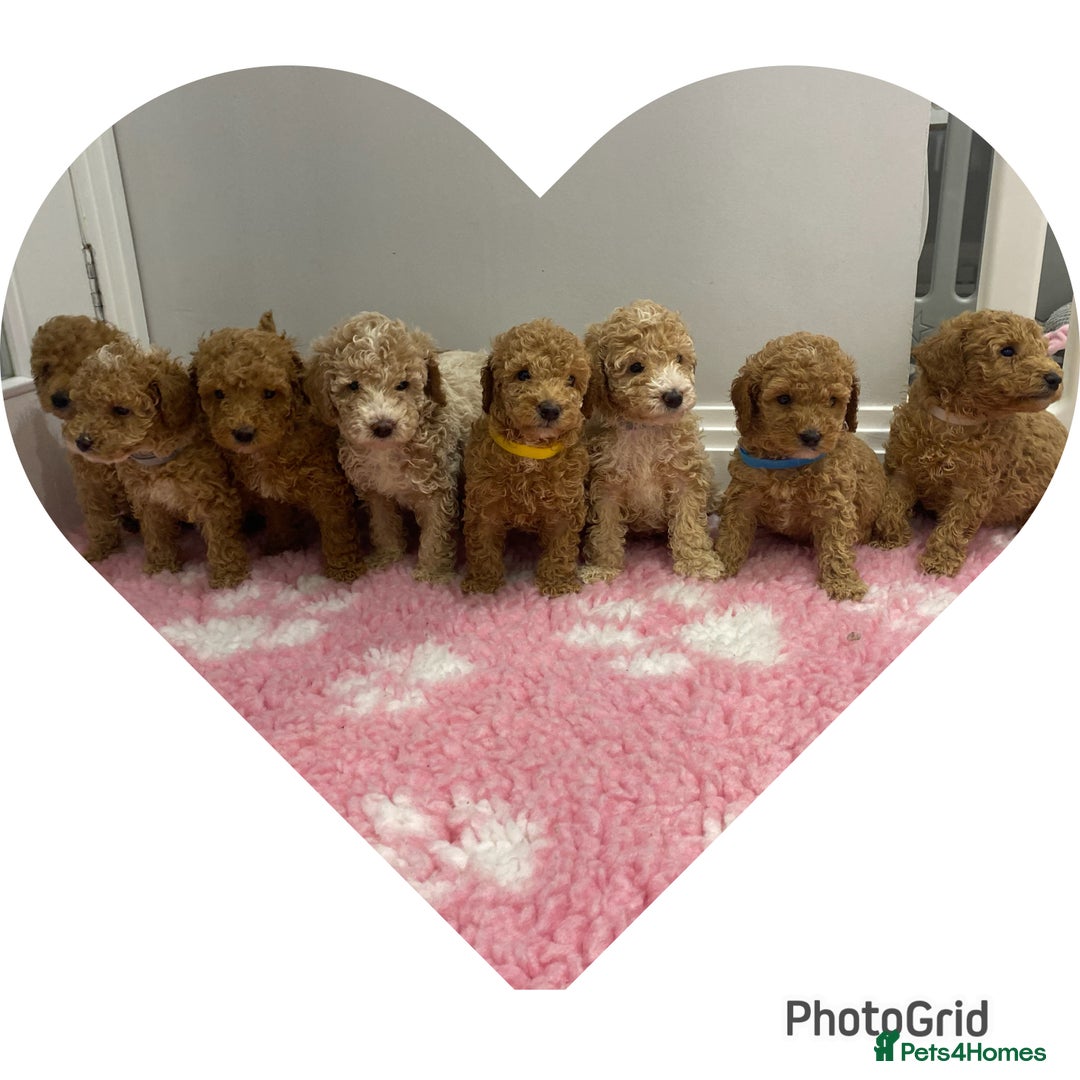 Labradoodle dogs for sale: Multi- Generation Toy/Mini parti Labradoodles   - Advert 5