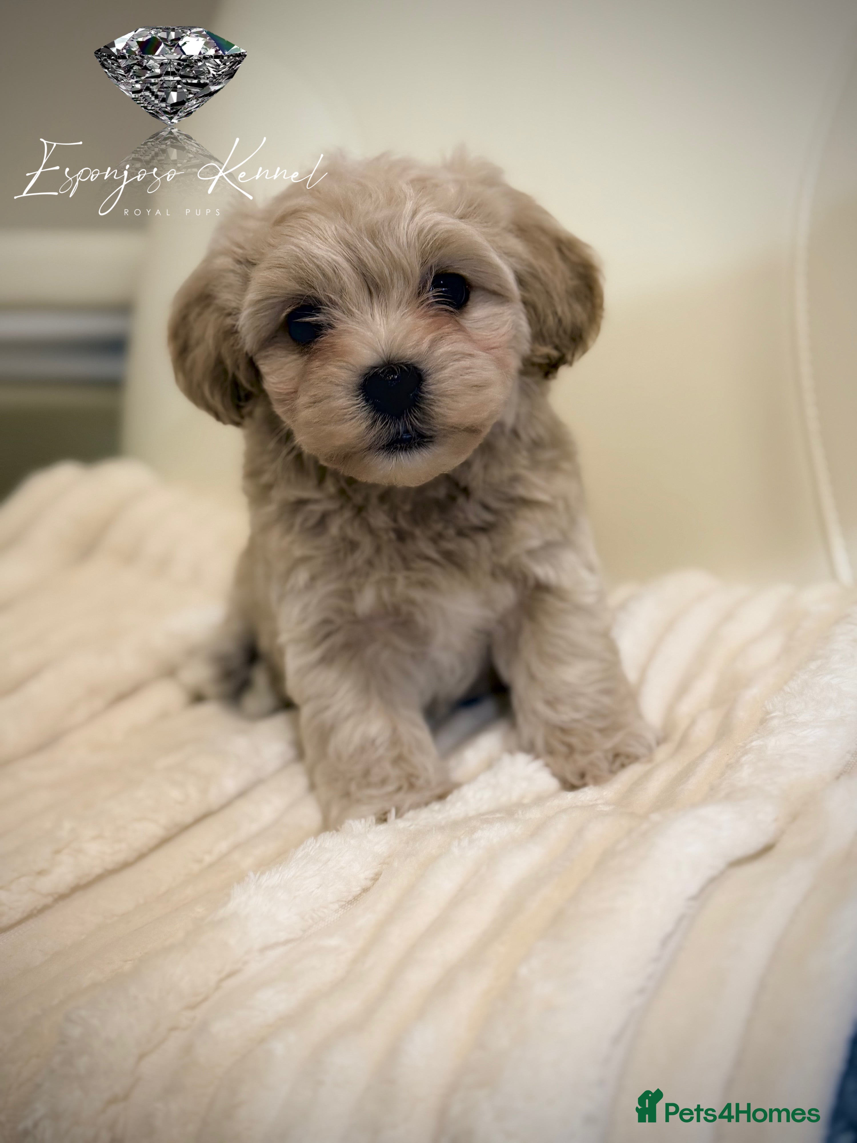 Maltipoo dogs 👑 One in a Million Rare F1 Tiny Asian Maltipoo 👑 - Advert 13