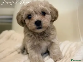 Maltipoo dogs 👑 One in a Million Rare F1 Tiny Asian Maltipoo 👑 - Advert 13