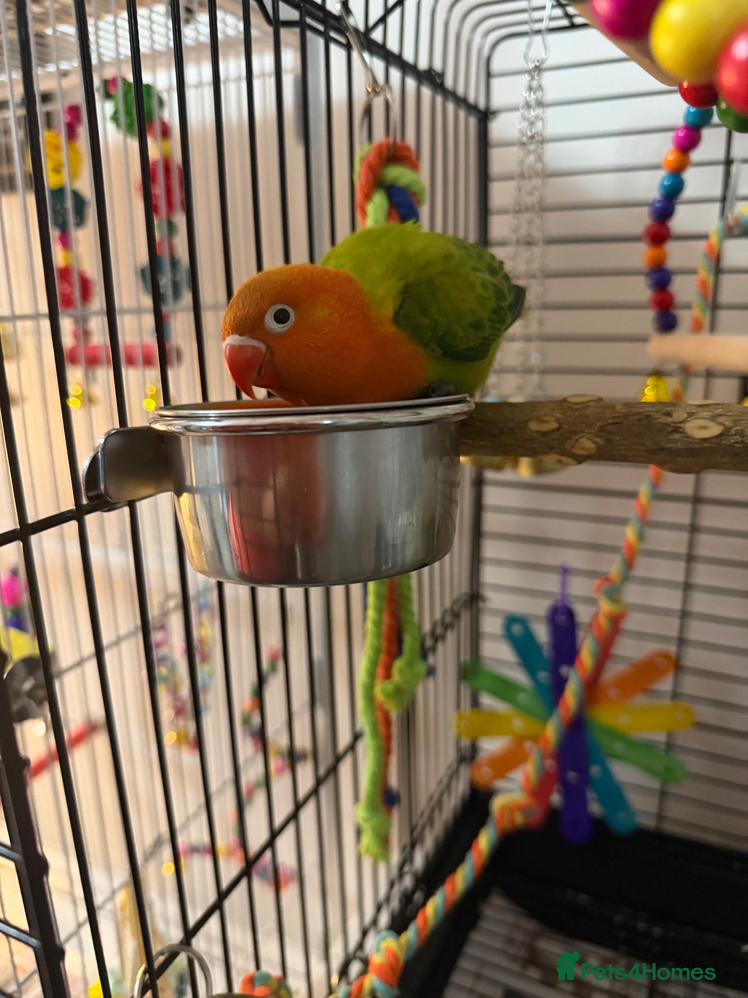 Lovebirds birds Baby orange and green lovebird  - Advert 2