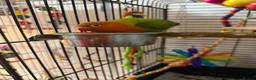 Lovebirds birds for sale: Baby orange and green lovebird  in Sheffield - Advert 2