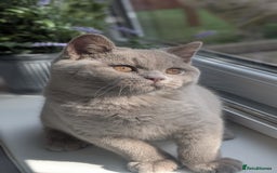British Shorthair cats for sale: Gccf reg .Lilac British Shorthair  - Image 9