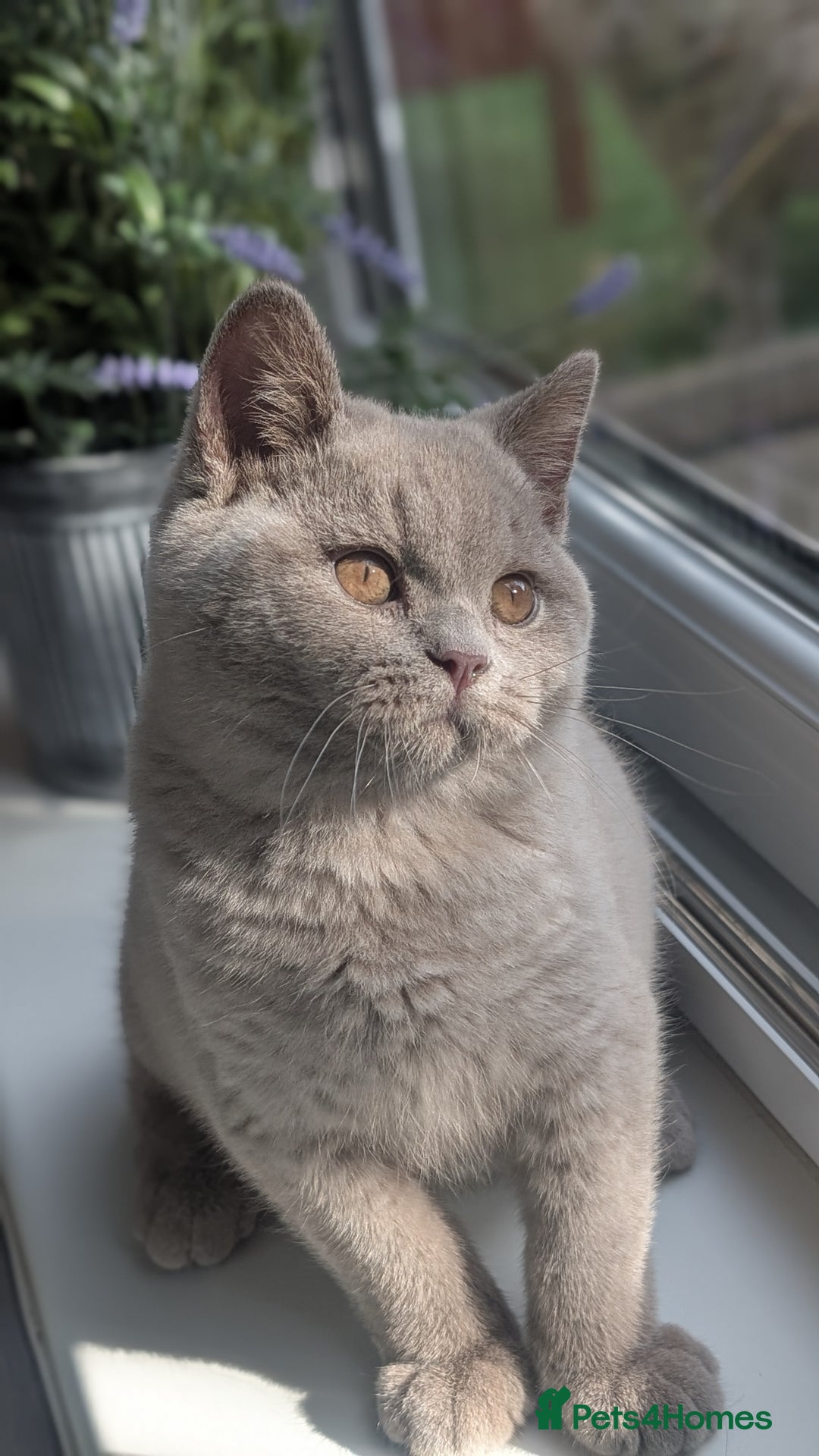 British Shorthair cats for sale: Gccf reg .Lilac British Shorthair  - Image 9