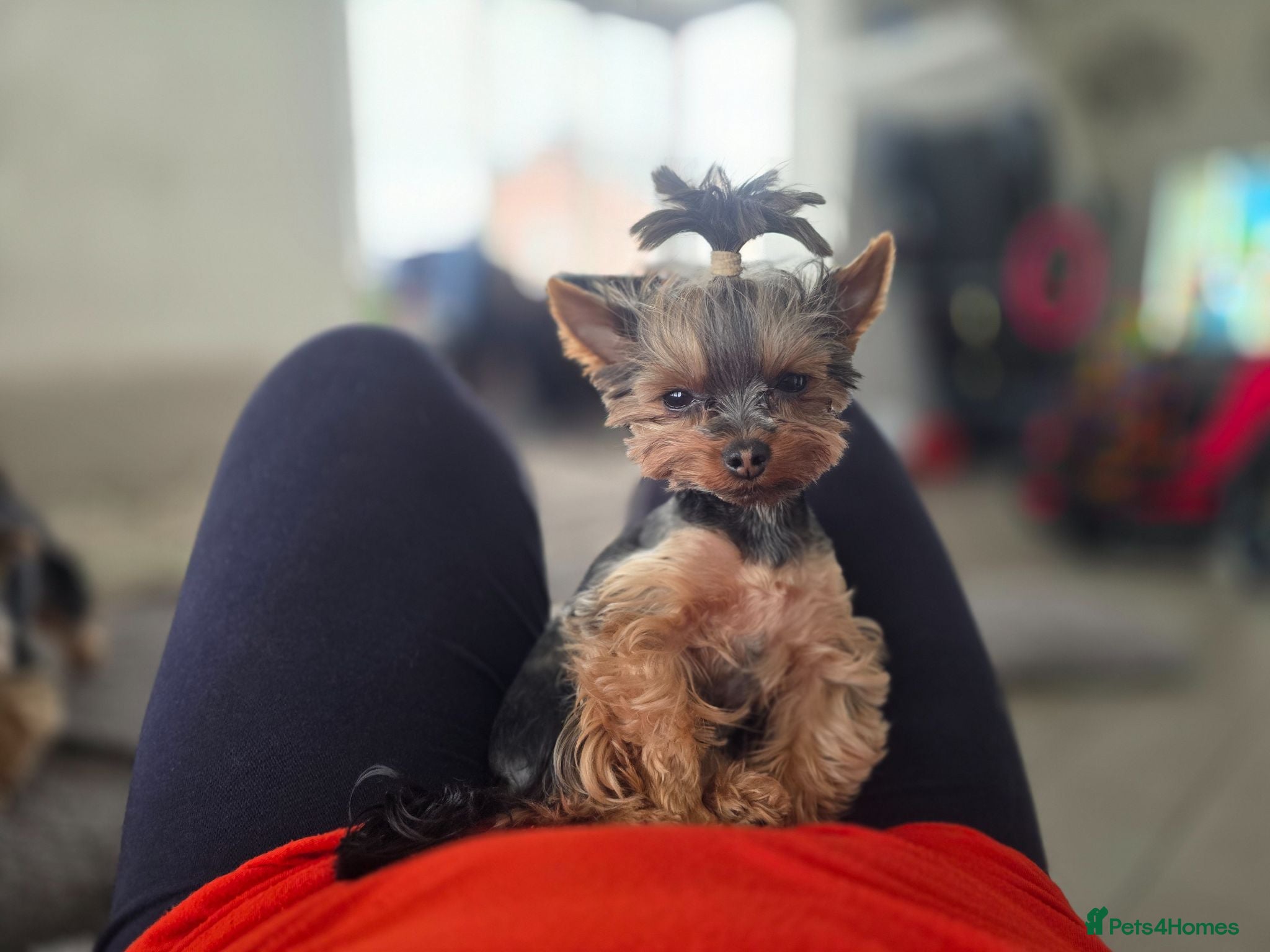Yorkshire Terrier dogs Tiny princess Coco - Advert 16