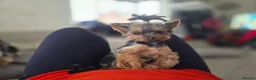 Yorkshire Terrier dogs for sale: Tiny princess Coco - Advert 1
