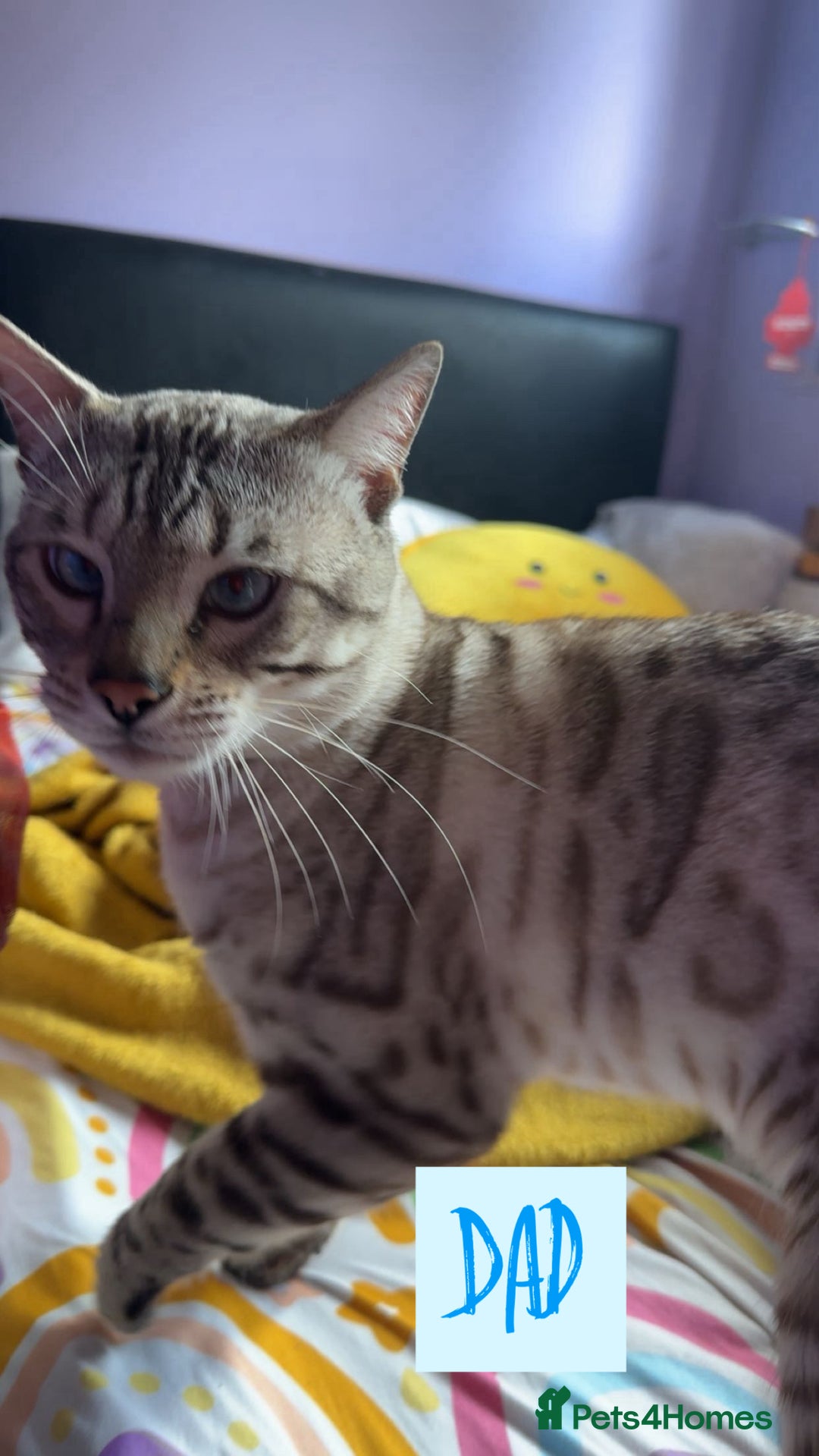 Bengal cats for sale: BENGAL KITTENS FOR SALE - Image 8