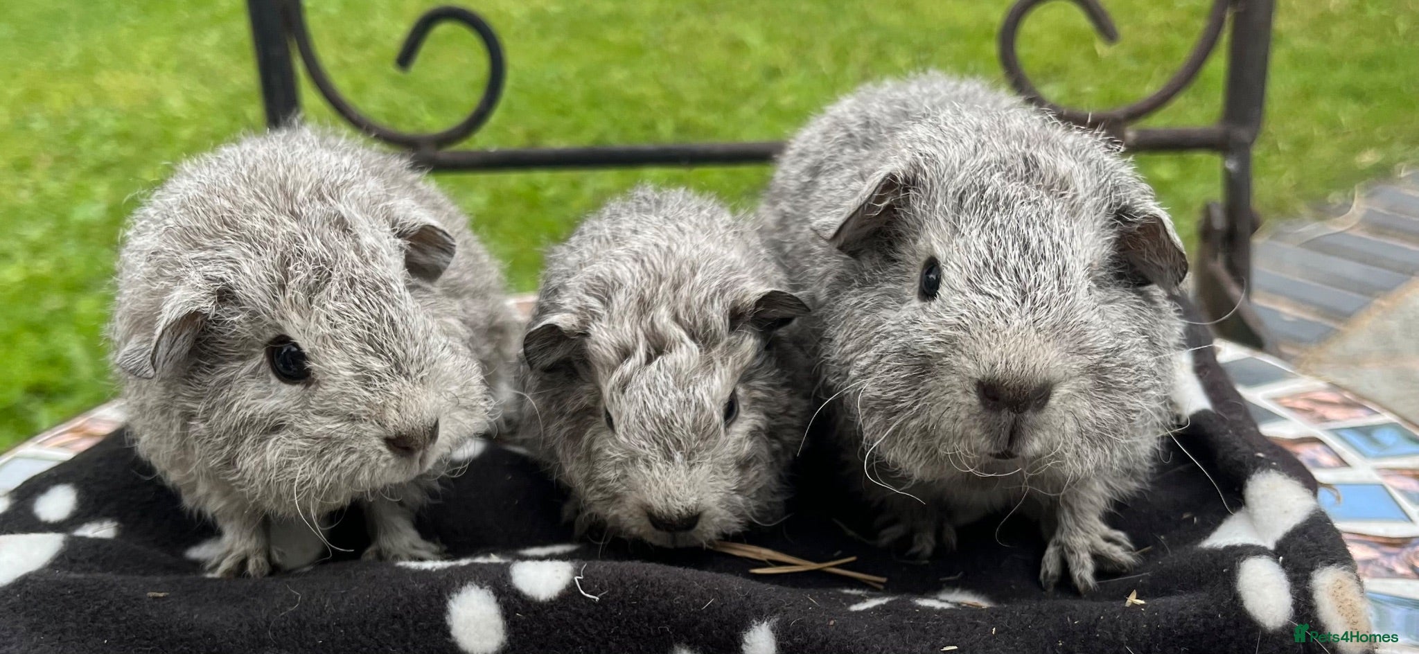Guinea Pig rodents Guinea pigs 🐹  - Advert 5