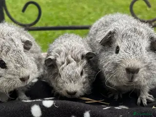 Guinea Pig rodents Guinea pigs 🐹 - Advert 5