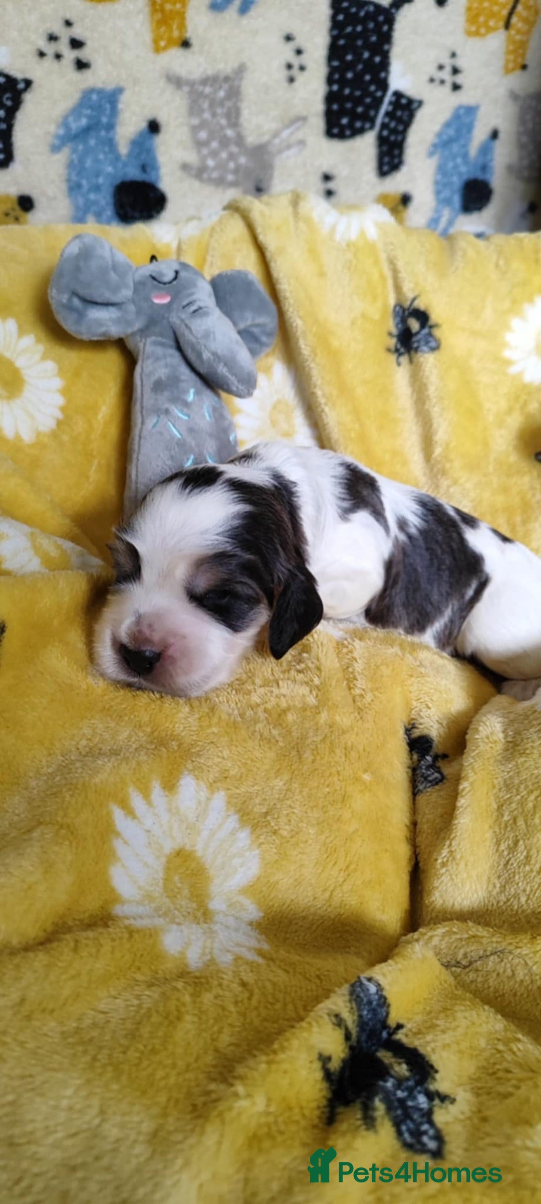 Cocker Spaniel dogs for sale: KC English Show Type Cocker Spaniel Puppies  - Image 28
