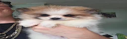 Pomeranian dogs for sale: Pomeranian puppies  - Advert 8