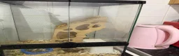 Mouse rodents for sale: Doormice squirrels  - Advert 3