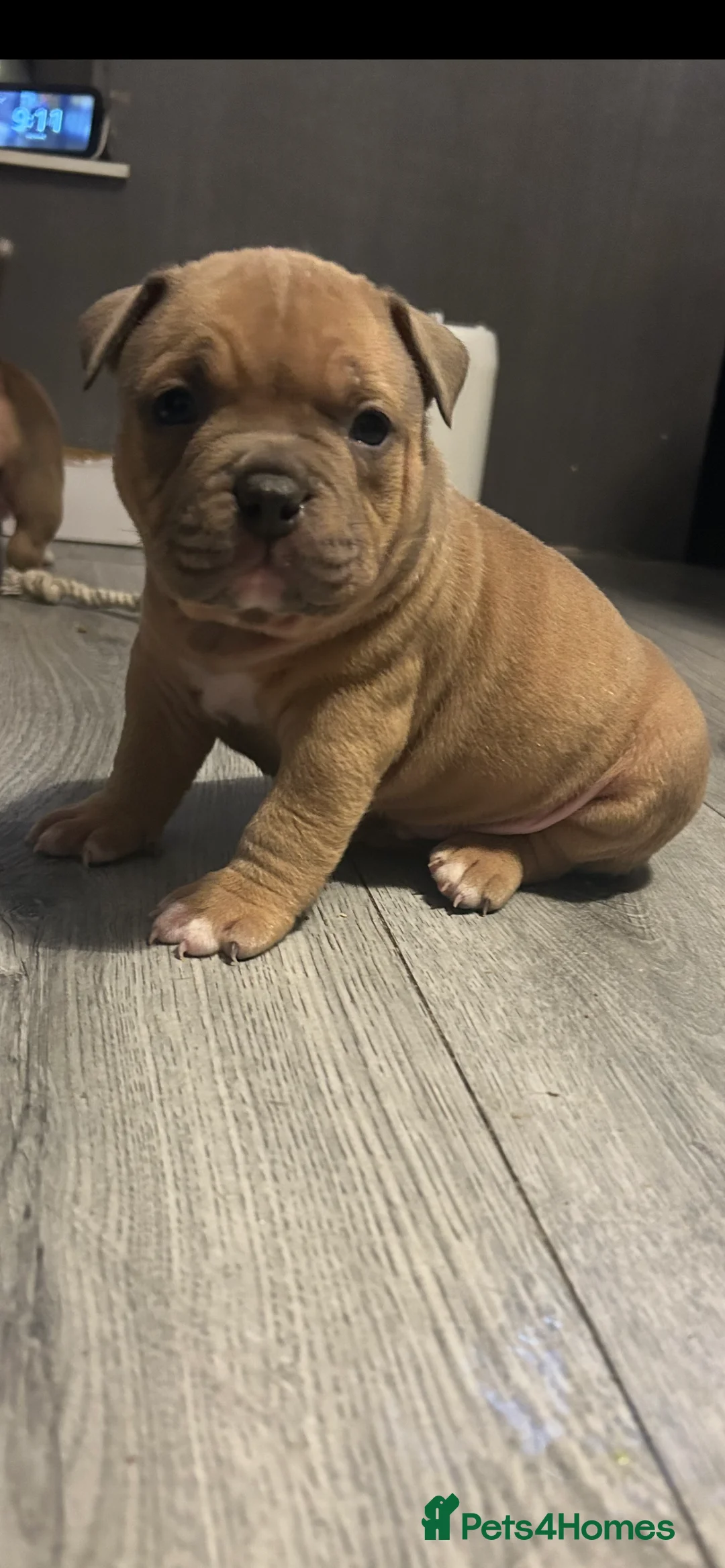 American Bully dogs for sale: American pocket bully’s  - Advert 3