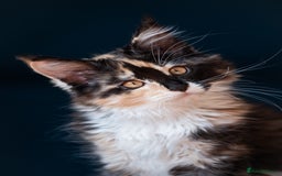 Maine Coon cats for sale: Pedigree Maine Coon Kittens (TICA) - Image 31