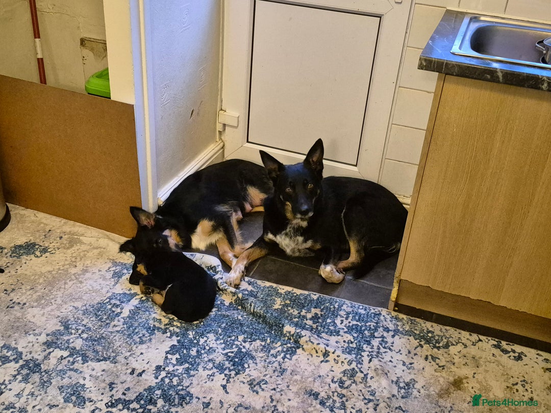 Mixed Breed dogs for sale: Male Collie x Kelpie Puppy ready to go black + tan - Advert 7