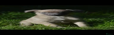 Lurcher Puppy 10