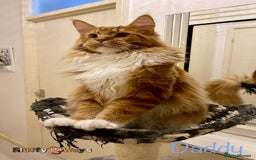 Maine Coon cats for sale: 🐾🦁 *TICA REG* GINGER MAINE COON KITTENS🦁🐾 - Image 19