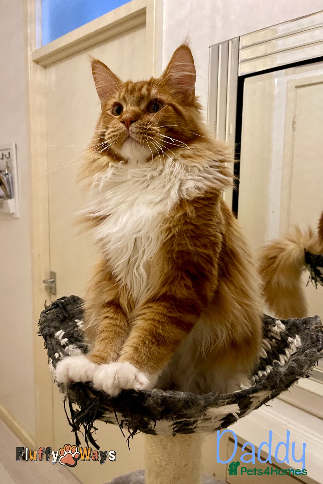 Maine Coon cats for sale: 🐾🦁 *TICA REG* GINGER MAINE COON KITTENS🦁🐾 - Image 19