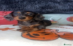 Doxiepoo dogs for sale: House trained READY NOW FOR THERE FOREVER HOMES ❤️ - Image 28