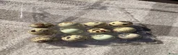 Quail poultry for sale: Quail Hatching eggs 🥚  - Advert 13
