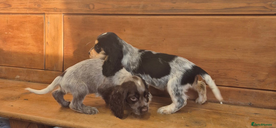 Cocker Spaniel dogs for sale: 🐾 Show-Type Cocker Spaniel Puppies 🐾 - Advert 3