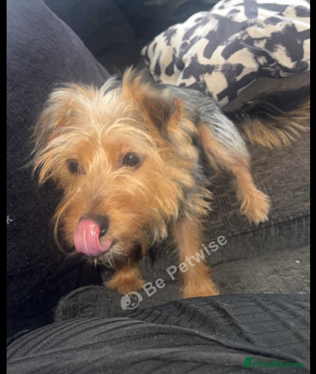Mixed Breed dogs for sale: Beautiful girl looking for forever home - Image 2