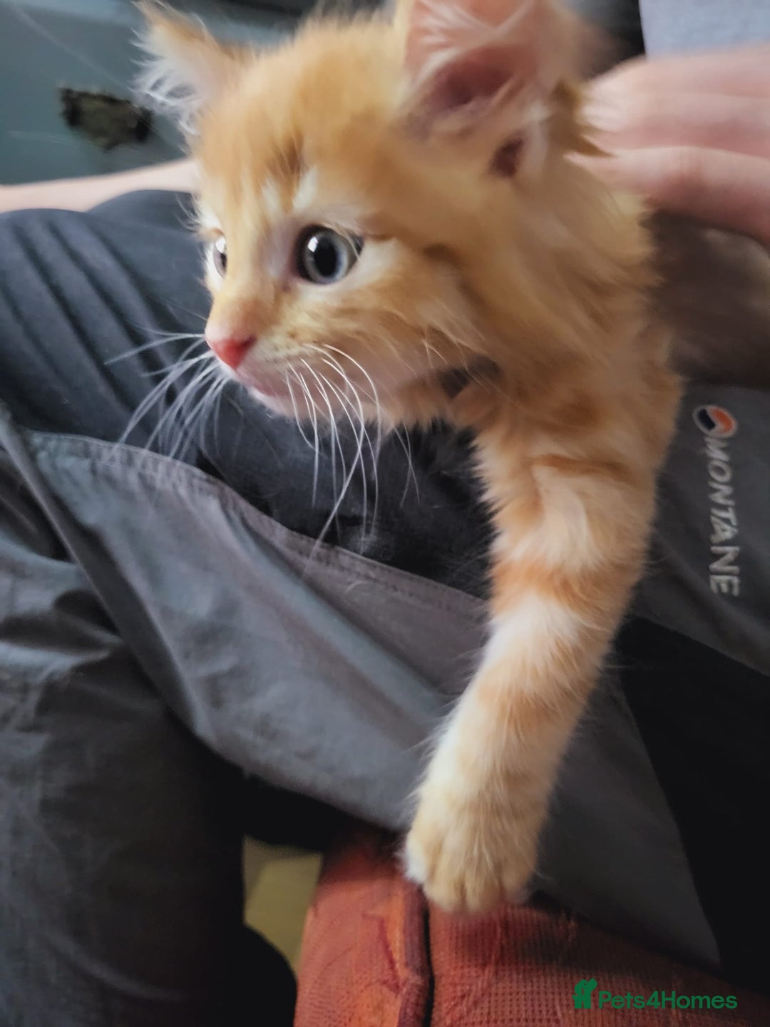 Mixed Breed cats for sale: 2 Beautiful Male Ginger Fluffy Kittens - Image 6