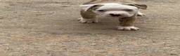 American Bulldog dogs for sale: AMERICAN BULLDOG PUPIES - Advert 9