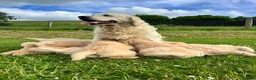 Golden Retriever dogs for sale: Beautiful KC Golden Retriever Puppies - Advert 4