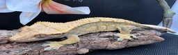Gecko reptiles for sale: Crested gecko for sale  - Advert 6