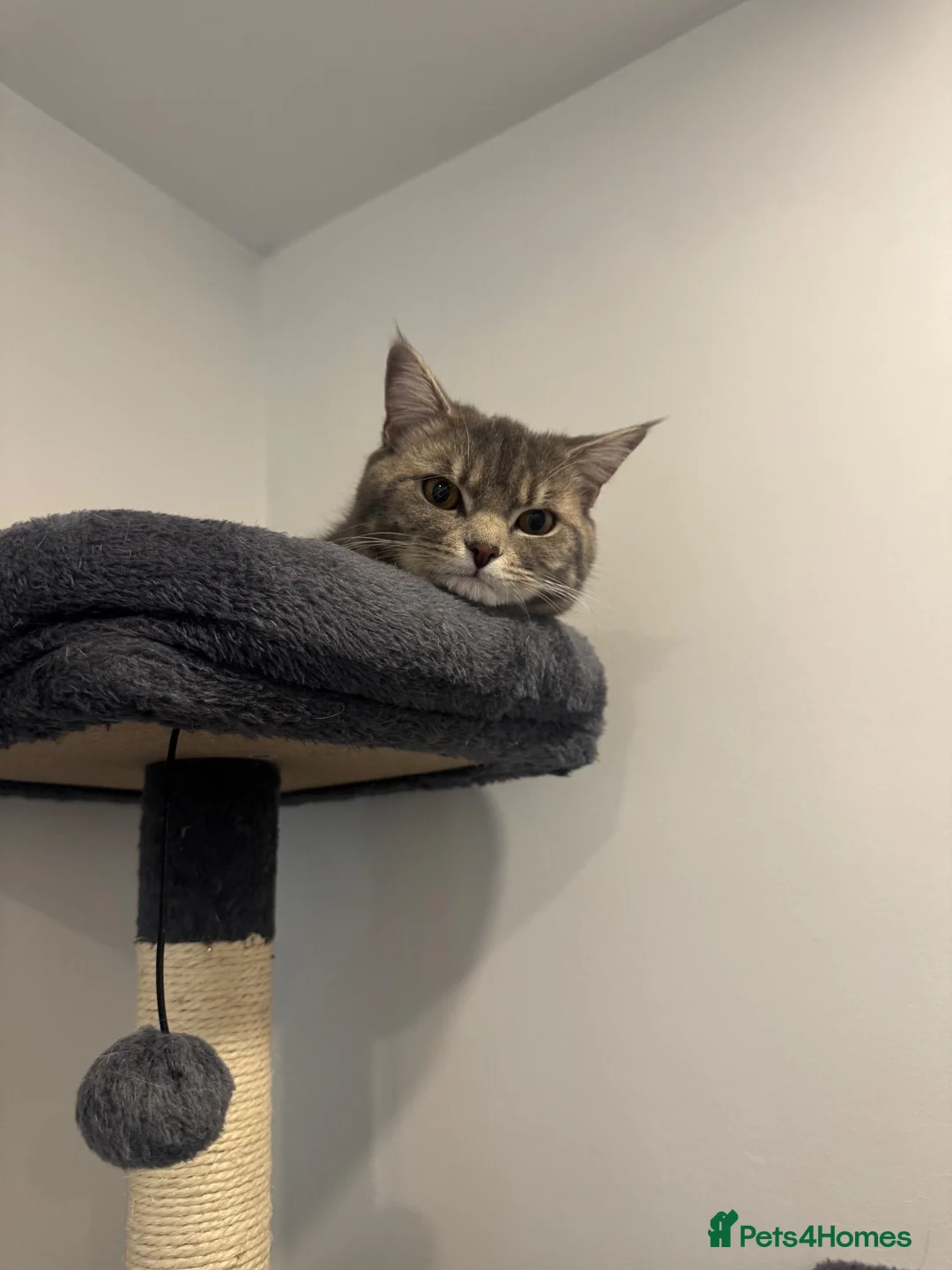 British Shorthair cats for sale: British short hair male 1years old  in Bradford - Advert 2