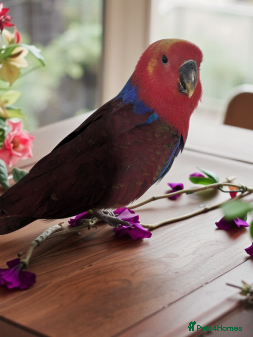 Lories birds for sale: Female eclectus 4 months old - Advert 9