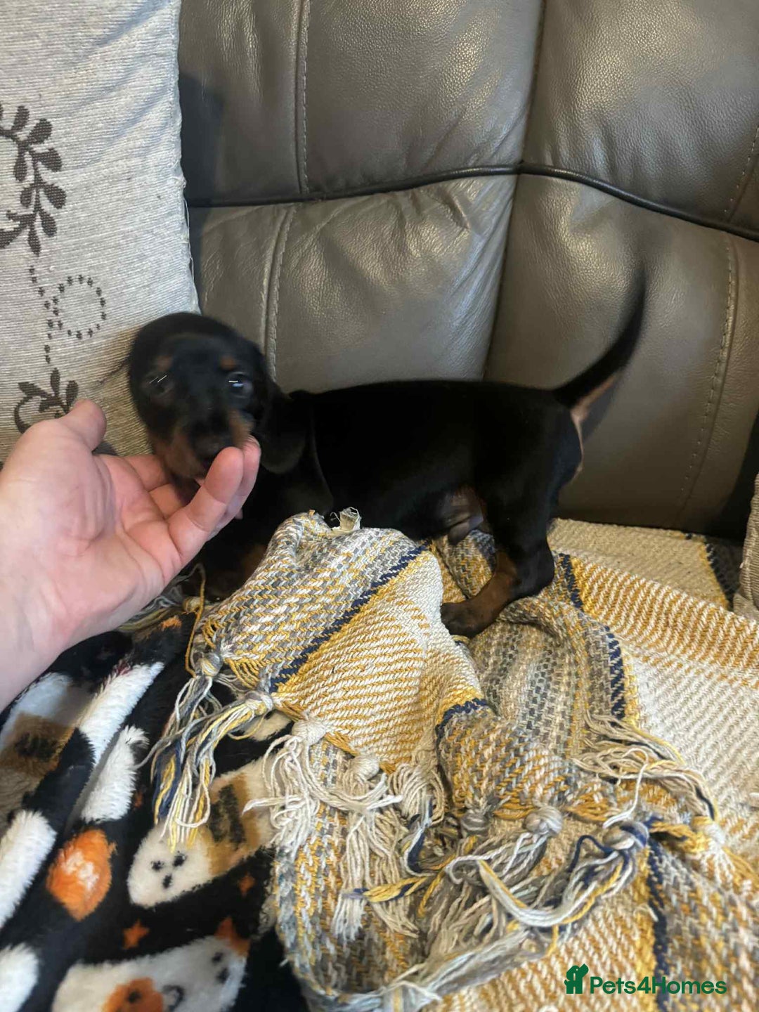 Miniature Dachshund dogs for sale: Miniature Dachshund Puppies ready to go 3/12/25 - Advert 30