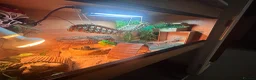 Bearded Dragon reptiles for sale: Hypo Bearded Dragon Juvenile  in Didcot - Advert 9