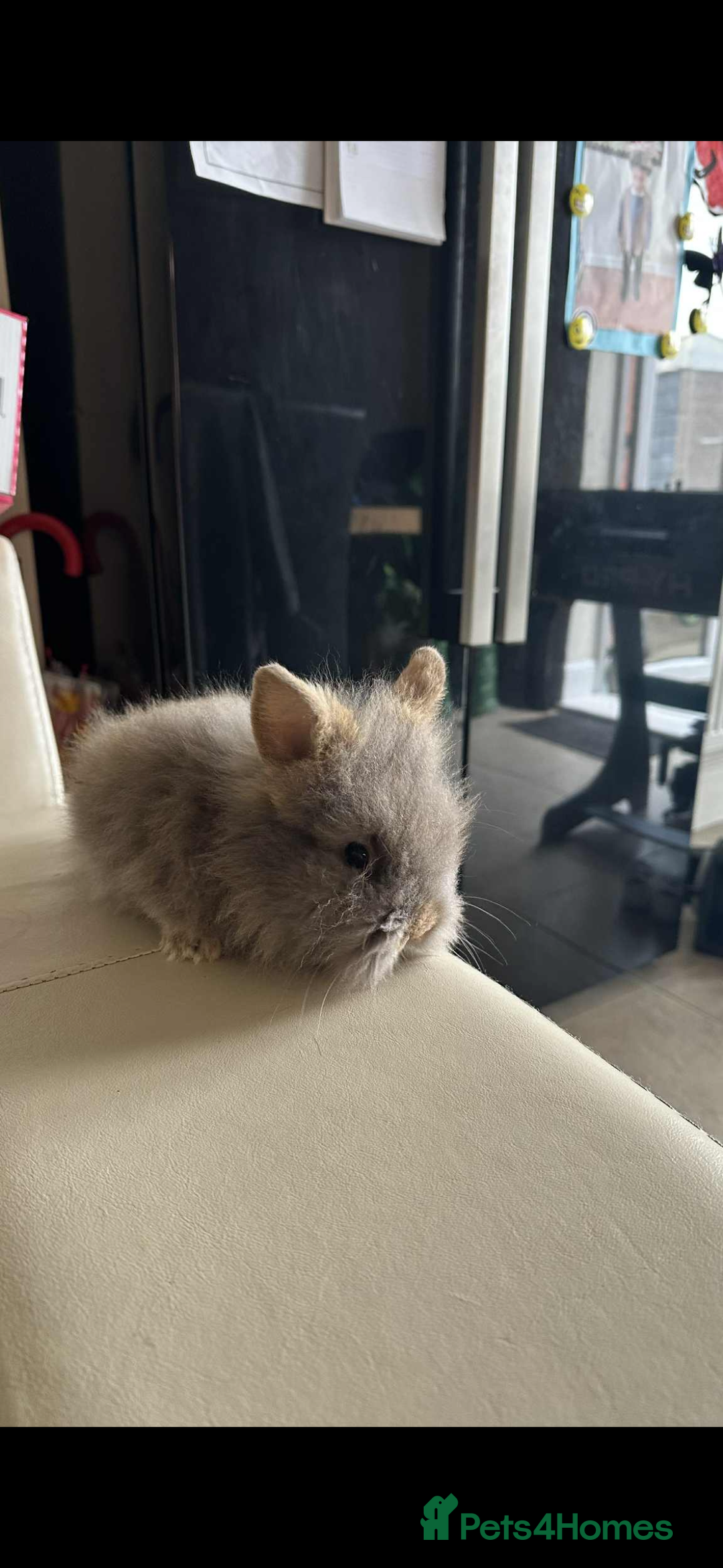 Lionhead rabbits for sale: Beautiful fluffy pure bred lion heads - Image 2