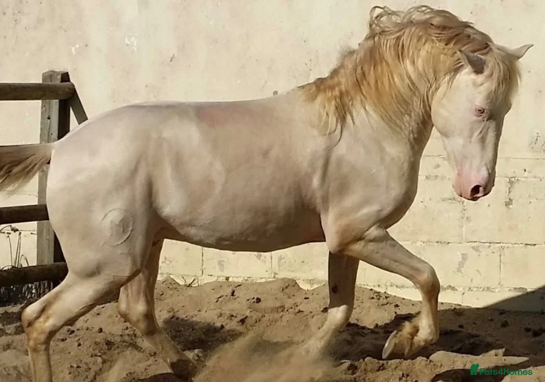 PRE horses for sale: Beautiful 4 year old Buckskin Pre Fusion - Advert 8