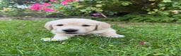 Golden Retriever dogs for sale: Chunky golden retriever puppies, kc registered in Poulton-le-Fylde - Advert 13