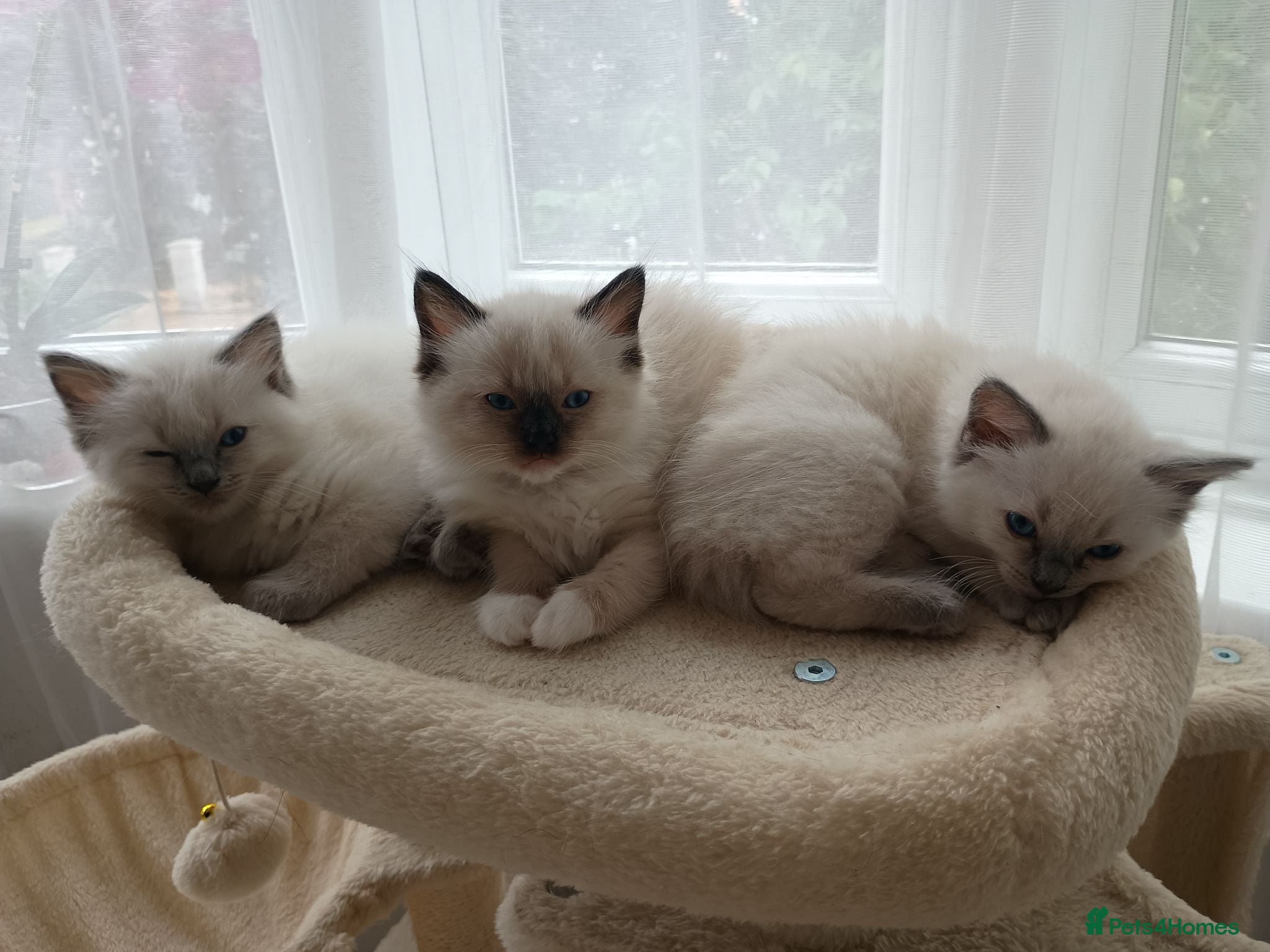 Ragdoll cats Adorable Pedigree Ragdoll Kittens For Sale - Advert 1