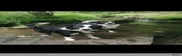 Border Collie dogs for sale: *border Collie puppies - Advert 8