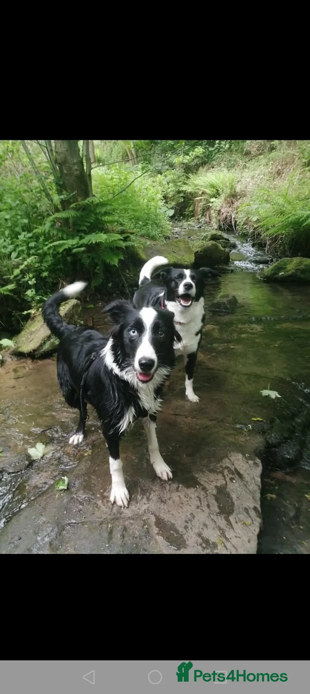 Border Collie dogs for sale: *border Collie puppies - Advert 8