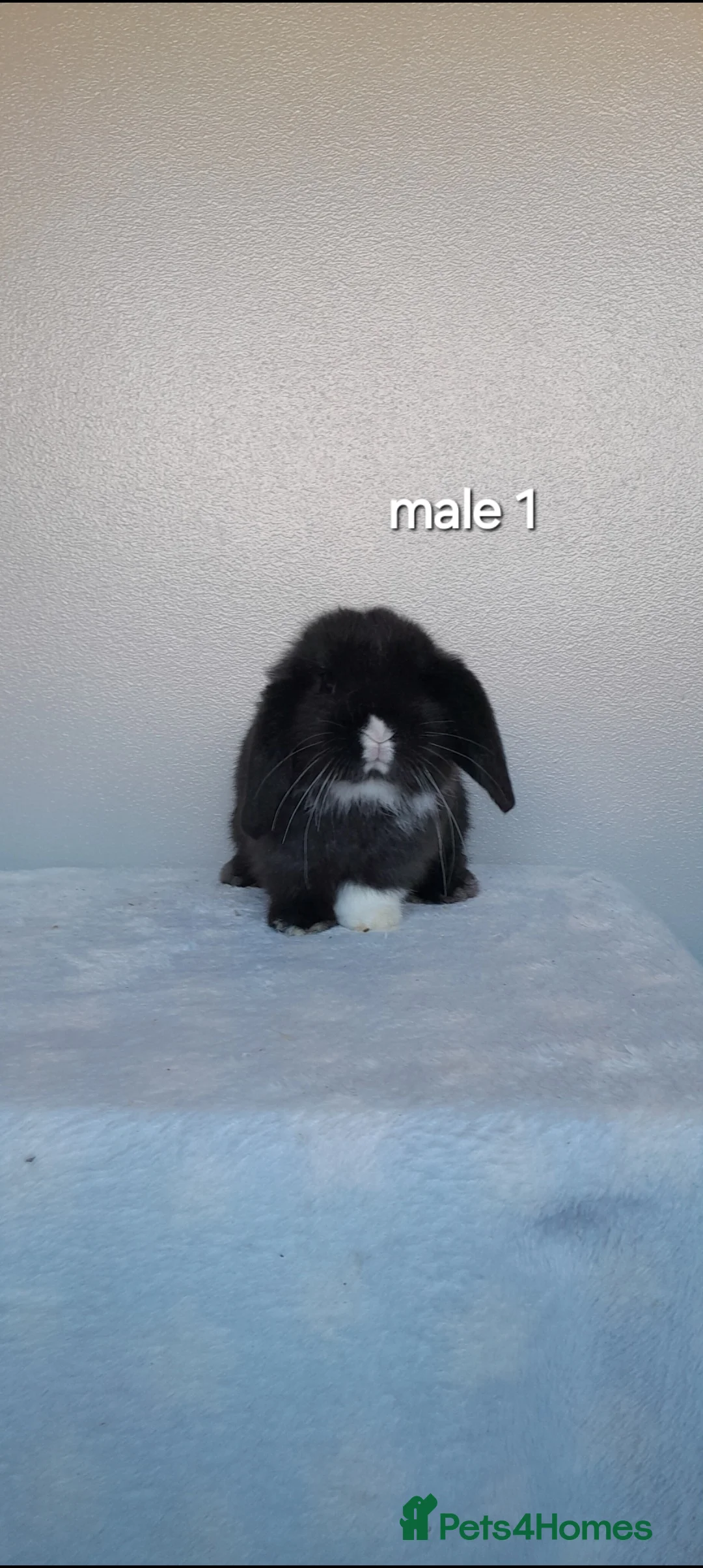 Mini Lop rabbits for sale: Purebred mini lop rabbits  - Advert 13
