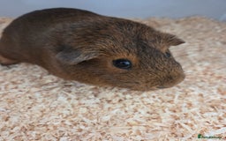 Guinea Pig rodents for sale: Coco and Pebble  - Image 5