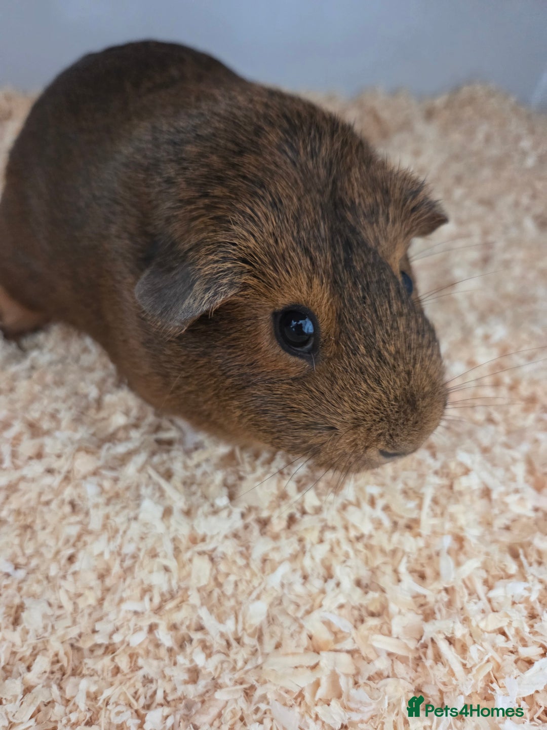 Guinea Pig rodents for sale: Coco and Pebble  - Image 5