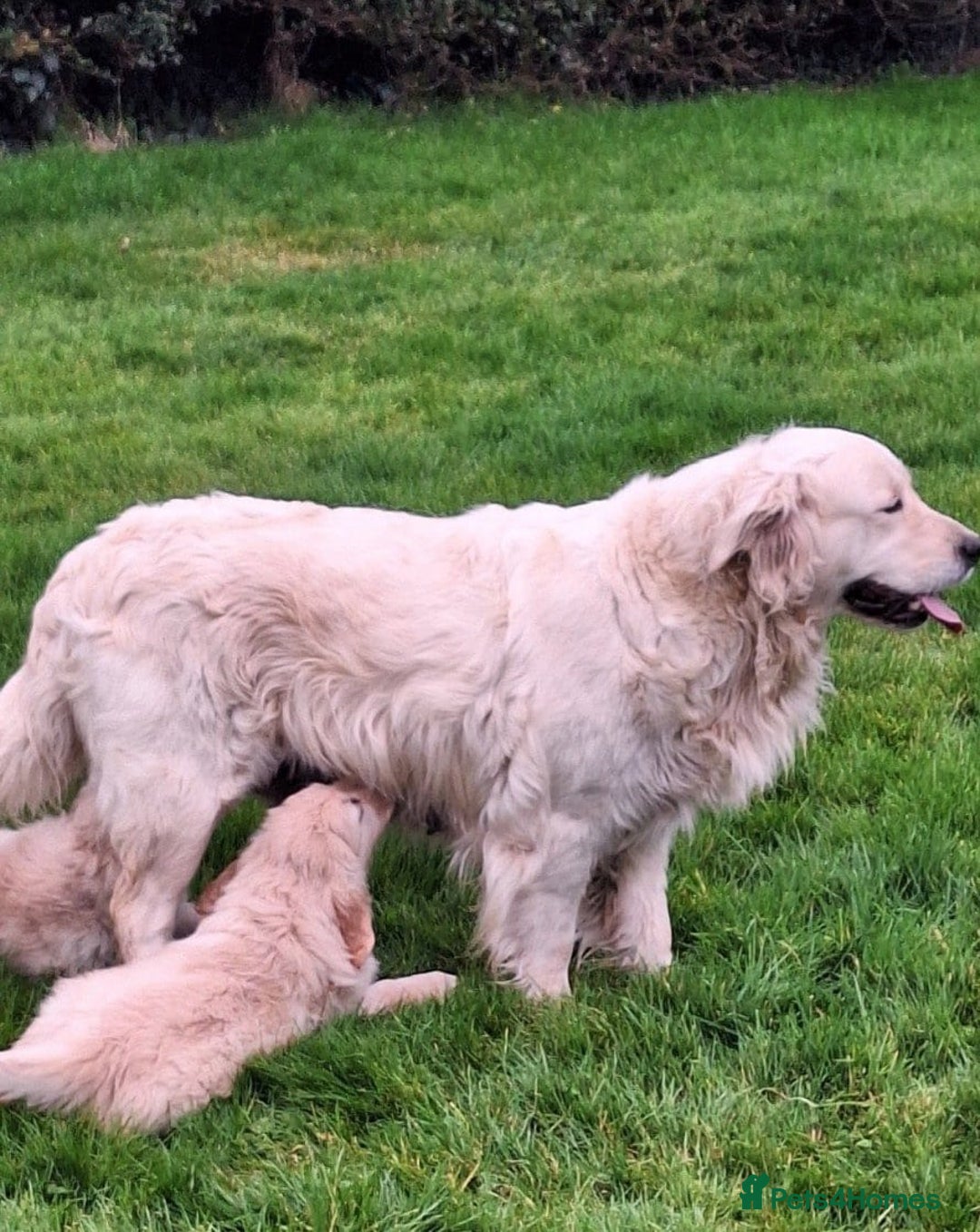 Golden Retriever dogs for sale: Golden retriever puppies - Advert 2