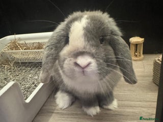 Mini Lop rabbits - Advert 1