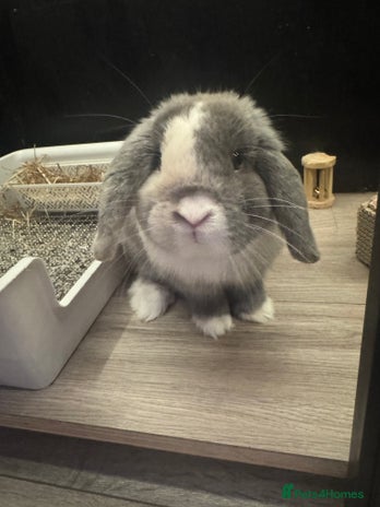 Mini Lop rabbits - Advert 1