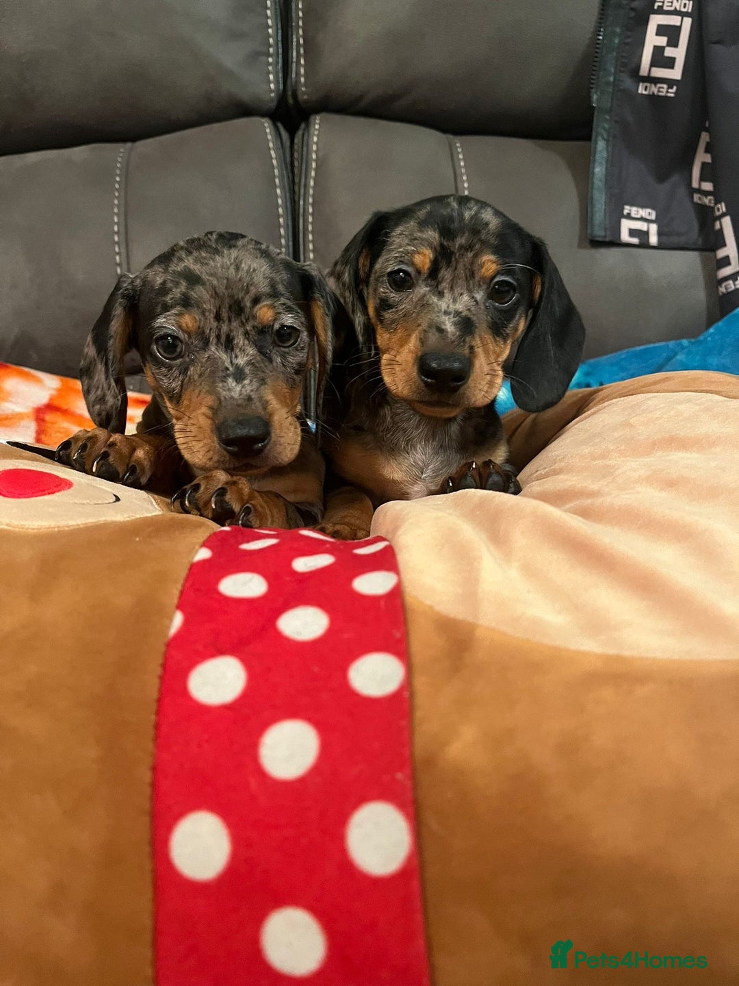 Dachshund dogs for sale: Just one girl left. Ready for her new homes - Advert 30