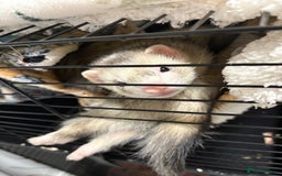 Ferret rodents for sale: Silver back hob - Image 2