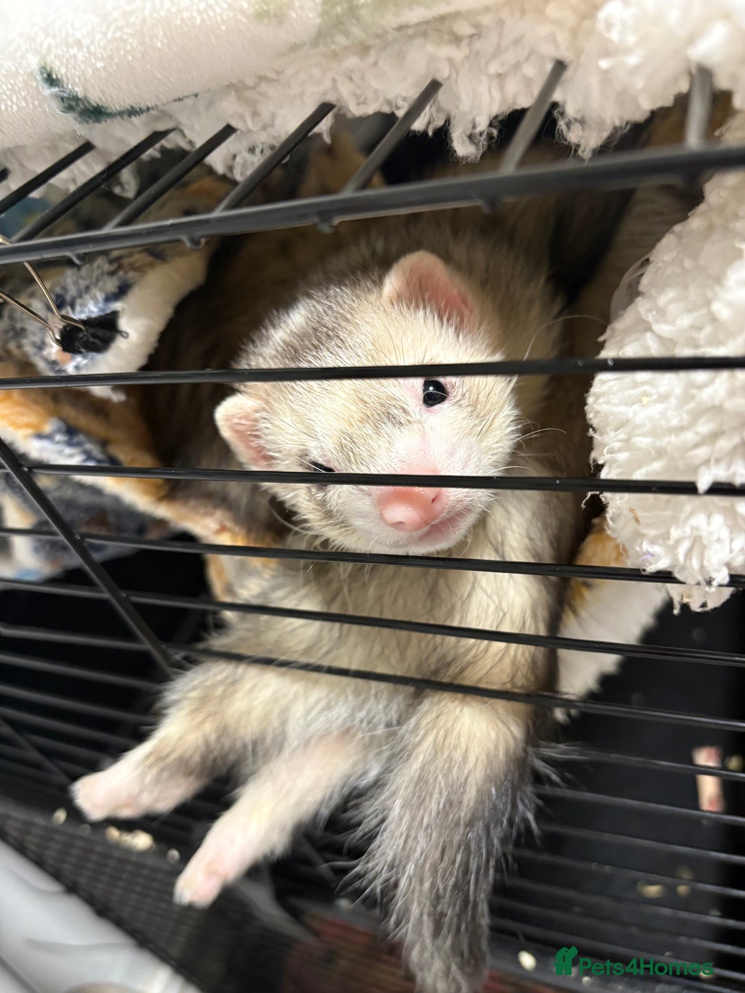 Ferret rodents for sale: Silver back hob - Image 2