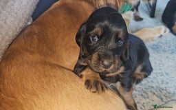 Sprocker dogs for sale: Three gorgeous girls for sale ❤️ - Image 4