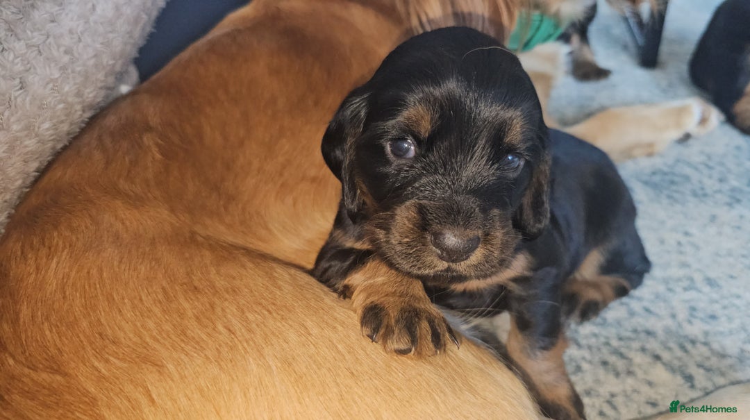 Sprocker dogs for sale: Three gorgeous girls for sale ❤️ - Image 4